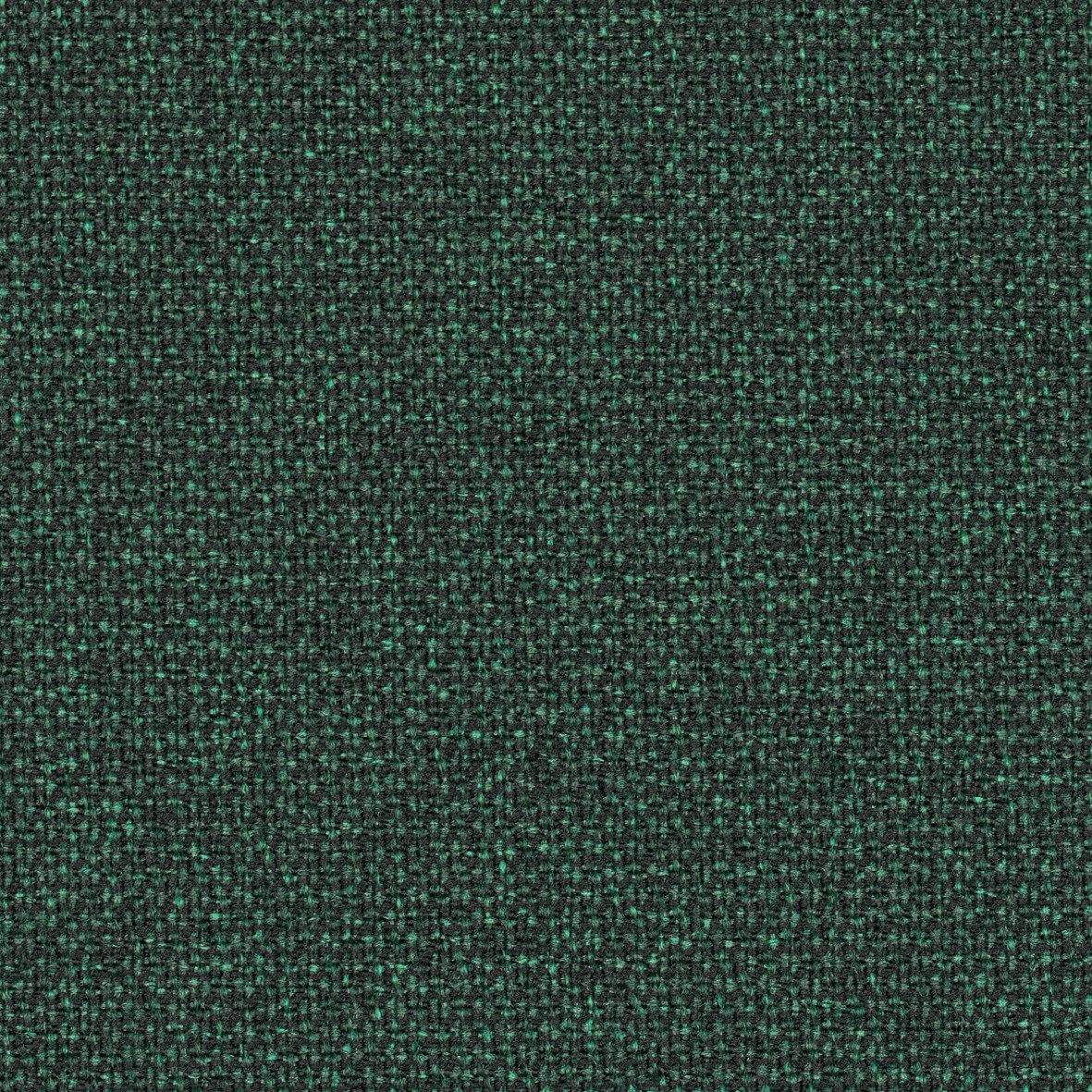 RENEWED LOOP